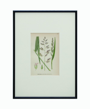 BOTANICAL GRASS_10